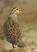 Grey Francolin