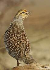 Francolin gris