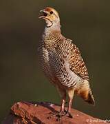 Grey Francolin