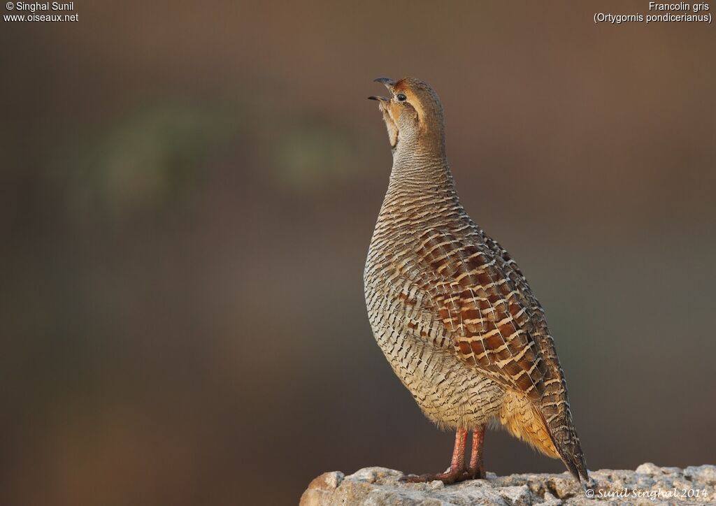 Grey Francolinadult, Reproduction-nesting