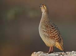 Grey Francolin