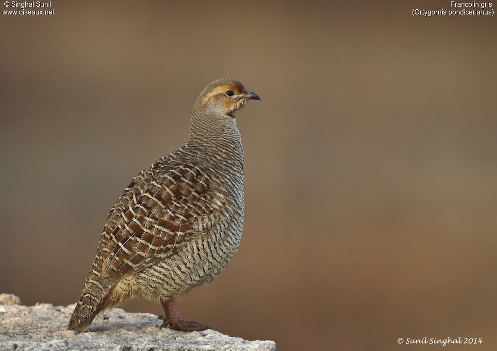 Grey Francolinadult, identification