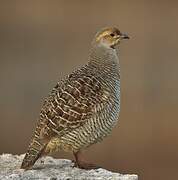 Grey Francolin