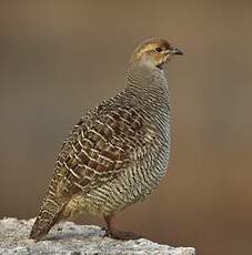 Francolin gris