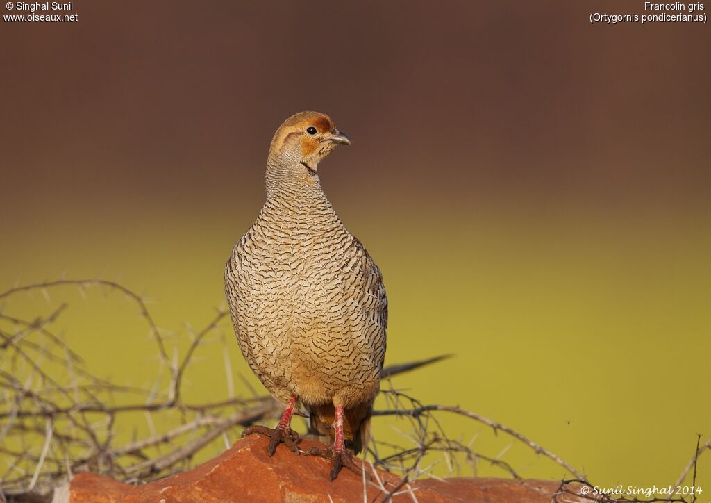 Francolin grisadulte, identification