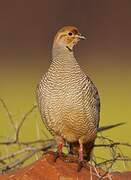 Grey Francolin