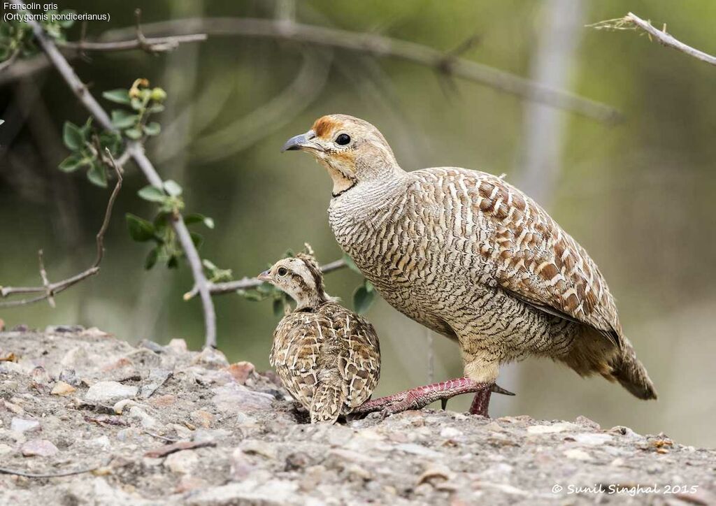 Francolin gris femelle 1ère année, identification, Comportement