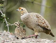 Grey Francolin