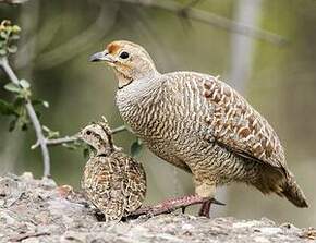 Francolin gris
