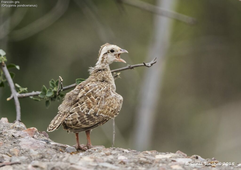 Francolin gris1ère année, identification