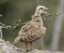 Francolin gris