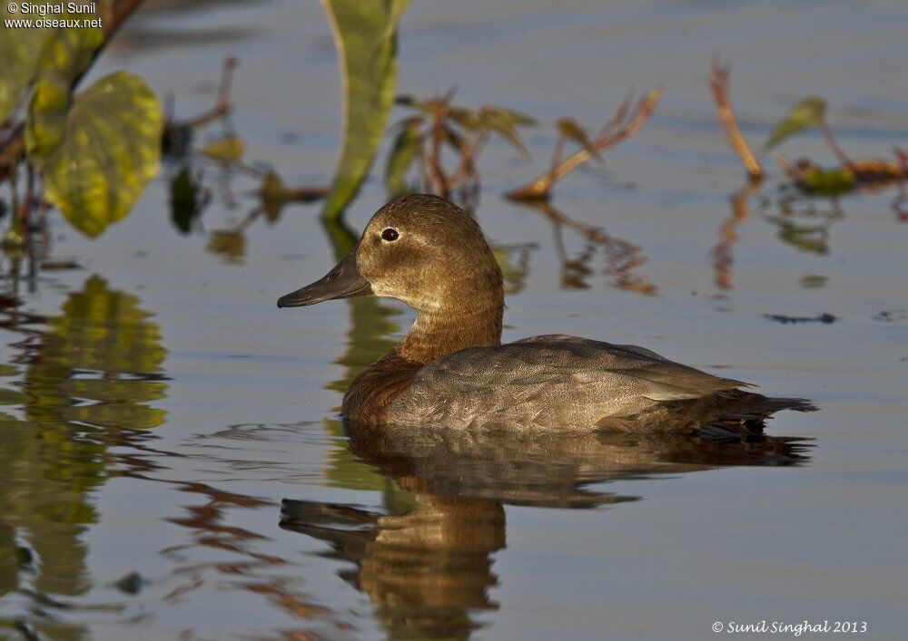 Common Pochard