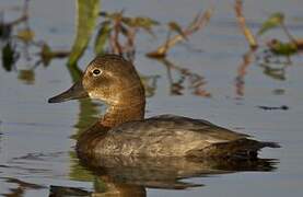 Common Pochard