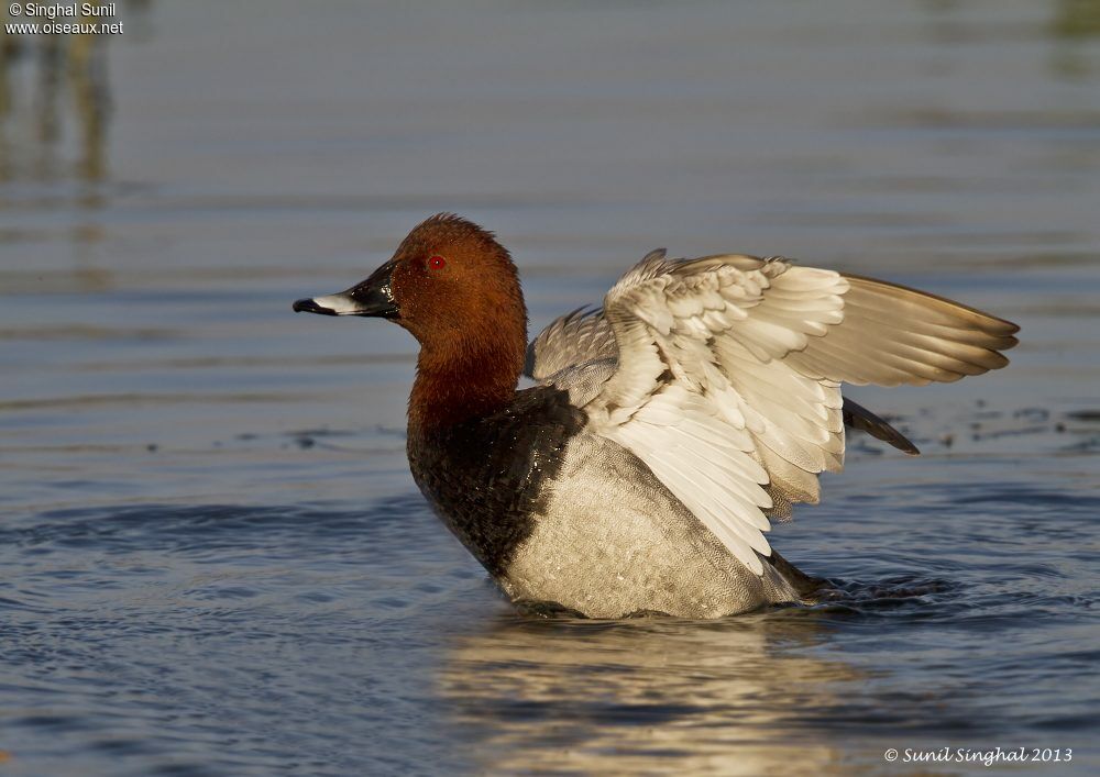 Common Pochard