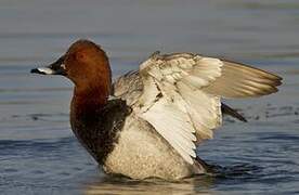 Common Pochard