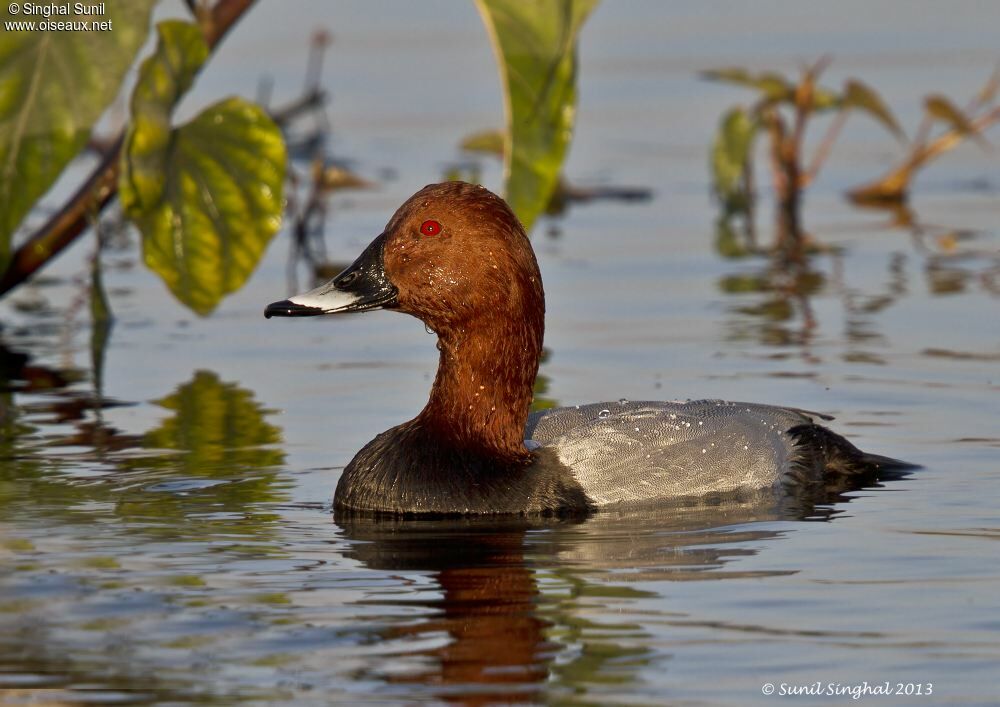 Common Pochard