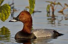 Common Pochard