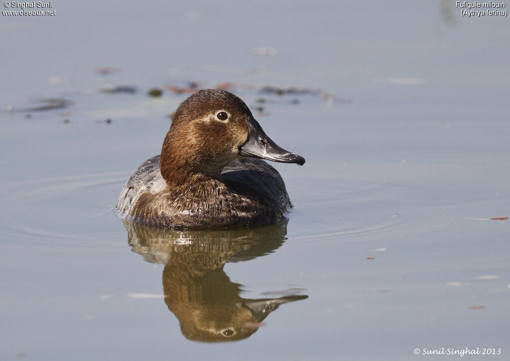 Common Pochard female adult, identification