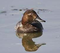 Common Pochard