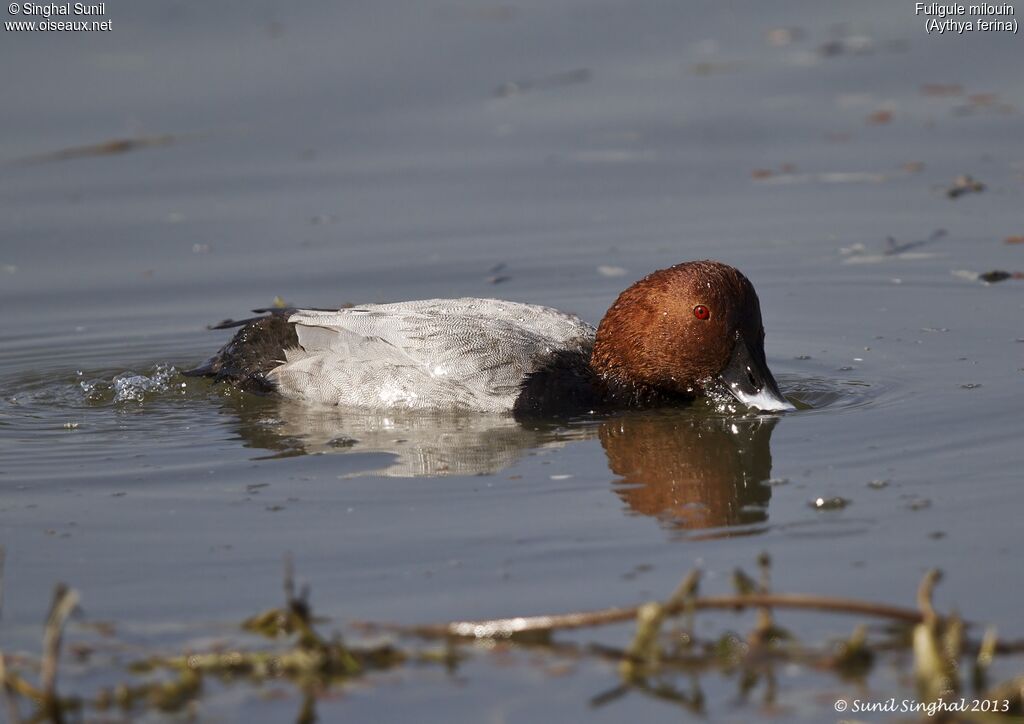 Common Pochard male adult, Reproduction-nesting