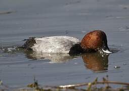 Common Pochard