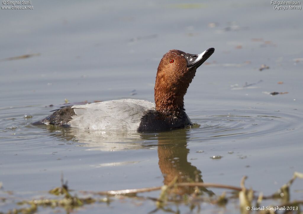 Common Pochardadult, Reproduction-nesting