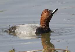 Common Pochard