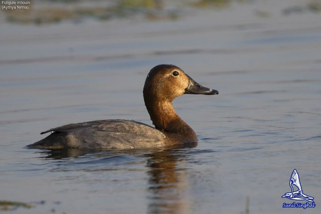 Common Pochard