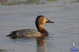 Common Pochard