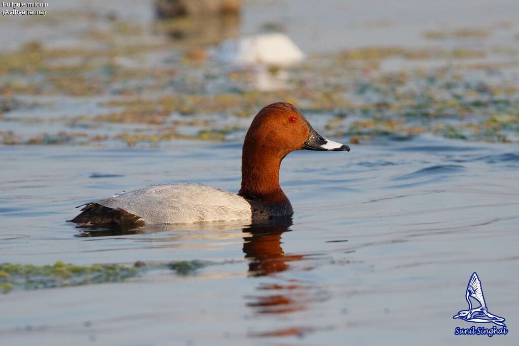 Common Pochard, identification, close-up portrait, swimming, Behaviour