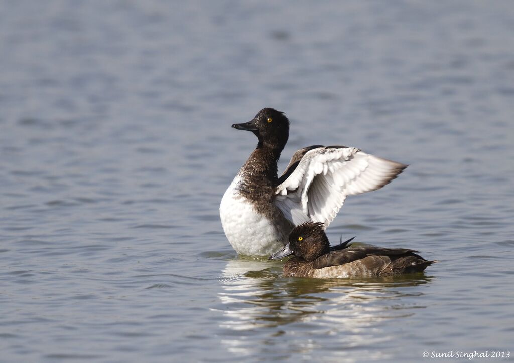 Tufted Duck , identification