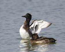 Tufted Duck