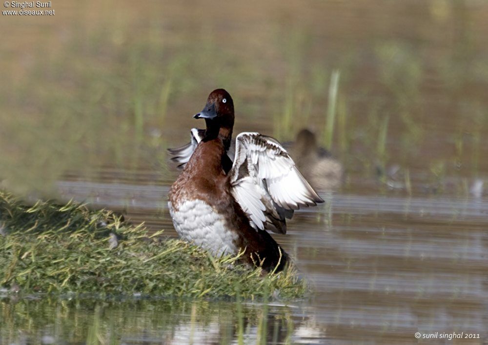 Ferruginous Duckadult, identification