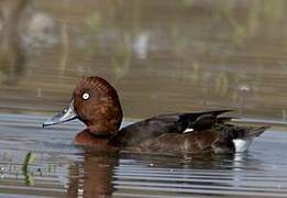 Ferruginous Duck