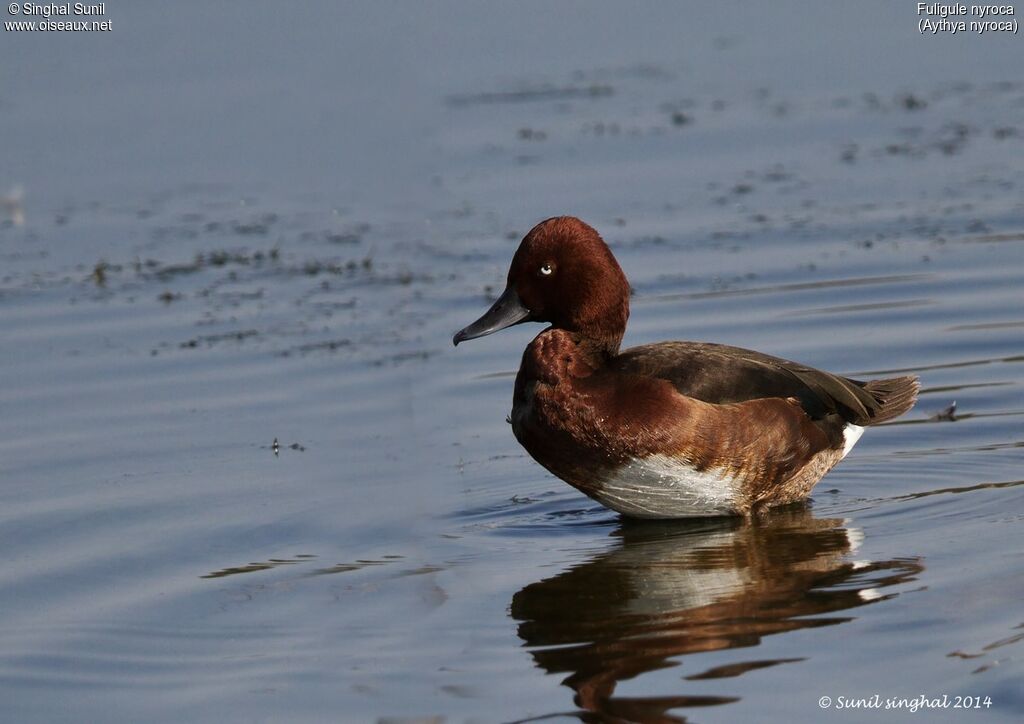 Ferruginous Duck male adult, identification