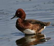 Ferruginous Duck