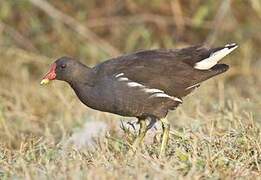 Common Moorhen