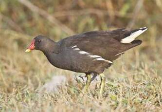 Gallinule poule-d'eau