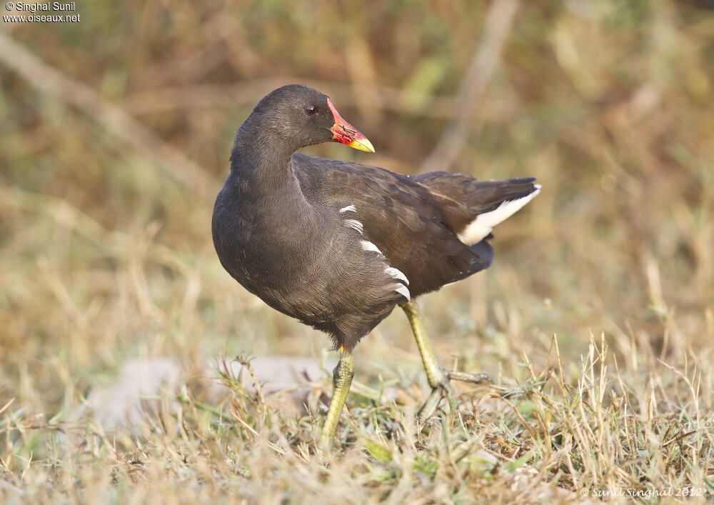 Common Moorhenadult, identification