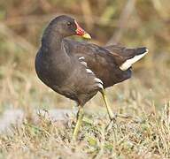 Gallinule poule-d'eau