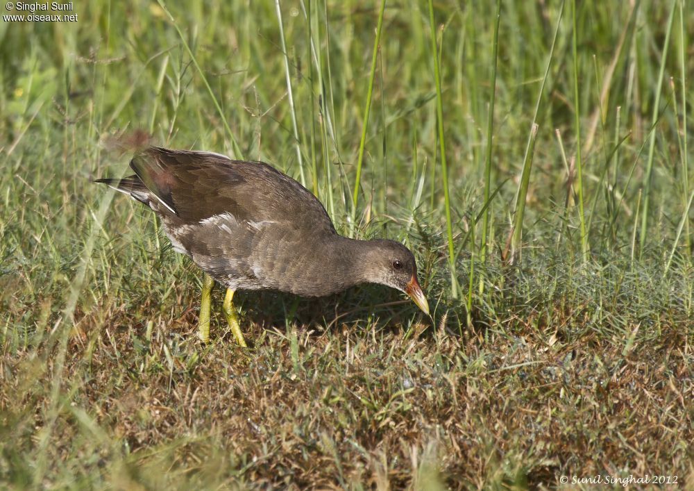 Gallinule poule-d'eauimmature, identification