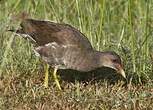 Gallinule poule-d'eau