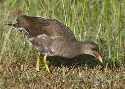 Common Moorhen