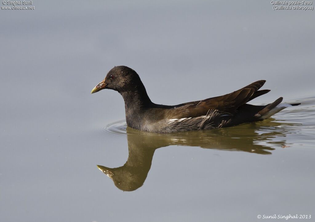 Common Moorhenadult, identification