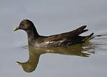 Gallinule poule-d'eau