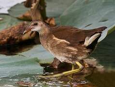 Gallinule poule-d'eau