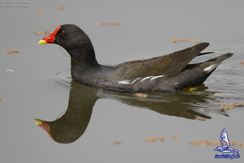 Gallinule poule-d'eau