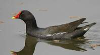 Gallinule poule-d'eau