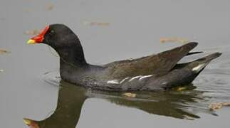 Common Moorhen