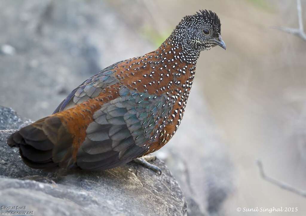 Galloperdrix lunulée mâle adulte, identification